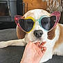 dog, heart_shaped_sunglasses, hand, cozy, indoor, wooden_wall, fireplace, decor, relaxed, pet, animal, cute, glitter, colorful, face, nosed, fur, resting, casual, love