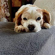 Guess a rejoint le concours — aidez-le/la à gagner de superbes lots ! dog, sleepy, close_up, brown_and_white, resting, paw, soft_texture, indoor, furniture, pet, canine, cute, companion, home, relaxed, portrait, animal, cozy, face, expression