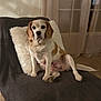 dog, indoor, chair, blanket, pillow, brown, white, pet, canine, fur, floor, curtains, window, relaxed, seated, looking, domestic, cozy, calm, animal