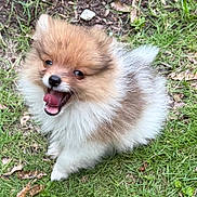 Rascal Austin Brown joined the competition — help win amazing prizes! dog, puppy, pomeranian, fluffy, grass, outdoor, cute, pet, animal, smiling, happy, small, fur, young, nature, tongue, mouth_open, eyes, sitting, canine