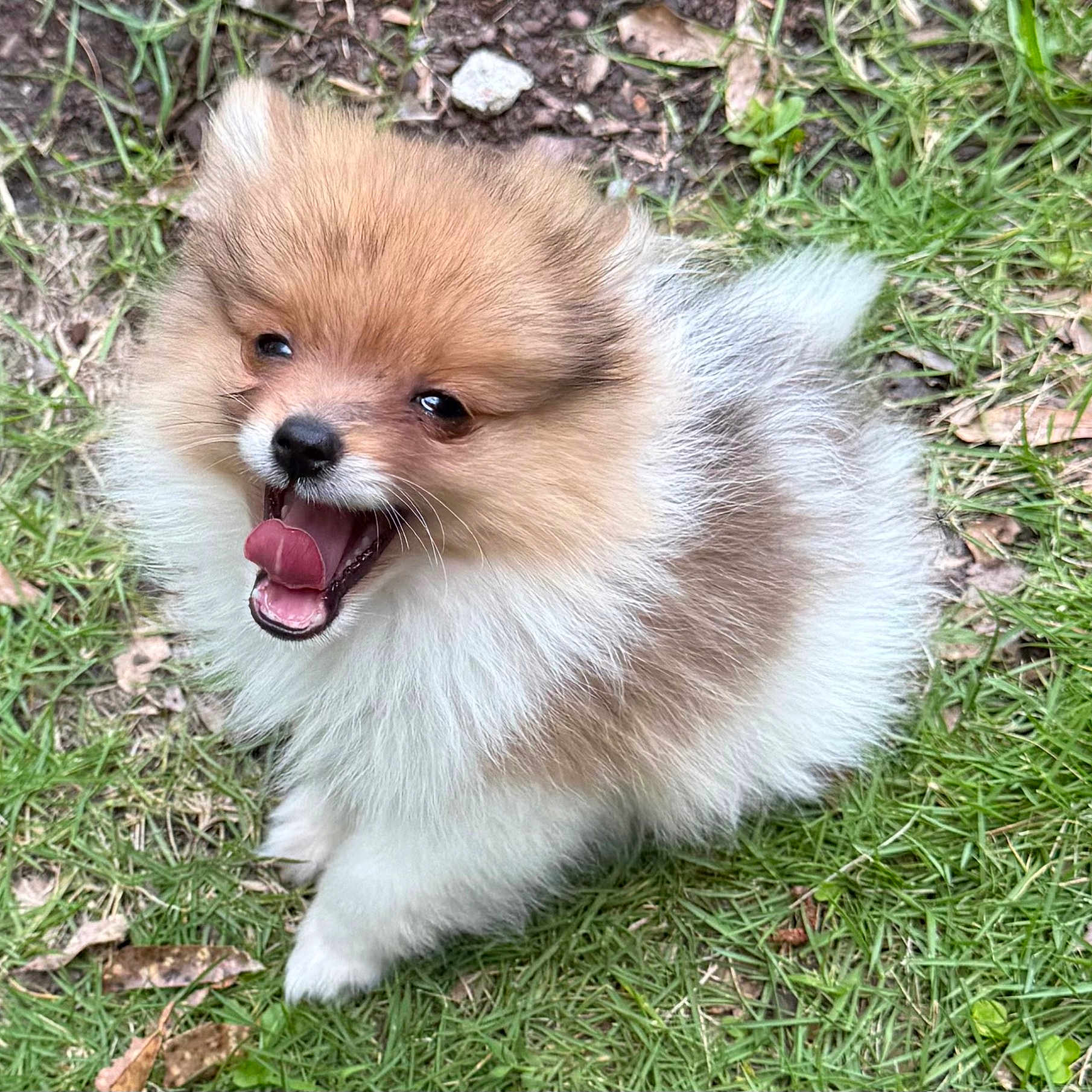 Rascal Austin Brown joined the competition — help win amazing prizes! dog, puppy, pomeranian, fluffy, grass, outdoor, cute, pet, animal, smiling, happy, small, fur, young, nature, tongue, mouth_open, eyes, sitting, canine