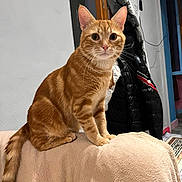 Minouche a rejoint le concours — aidez-le/la à gagner de superbes lots ! cat, orange_tabby, pet, indoor, furniture, blanket, curious, sitting, ears, whiskers, tail, coat, hanger, wall, doorway, floor, home, animal, domestic, portrait