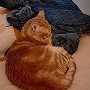 Minouche a rejoint le concours — aidez-le/la à gagner de superbes lots ! bed, blanket, blue_wall, cat, cozy, curled_up, domestic_animal, feline, fur, furniture, home, indoor, orange_tabby, pet, quiet, relaxation, resting, sleeping, soft_texture, wooden_dresser