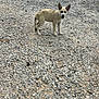 animal, blue_eyes, building, canine, curious, daytime, dog, domestic_animal, fence, gravel, ground, light_brown, nature, open_mouth, outdoor, pet, rural, standing, trash_bin, yard