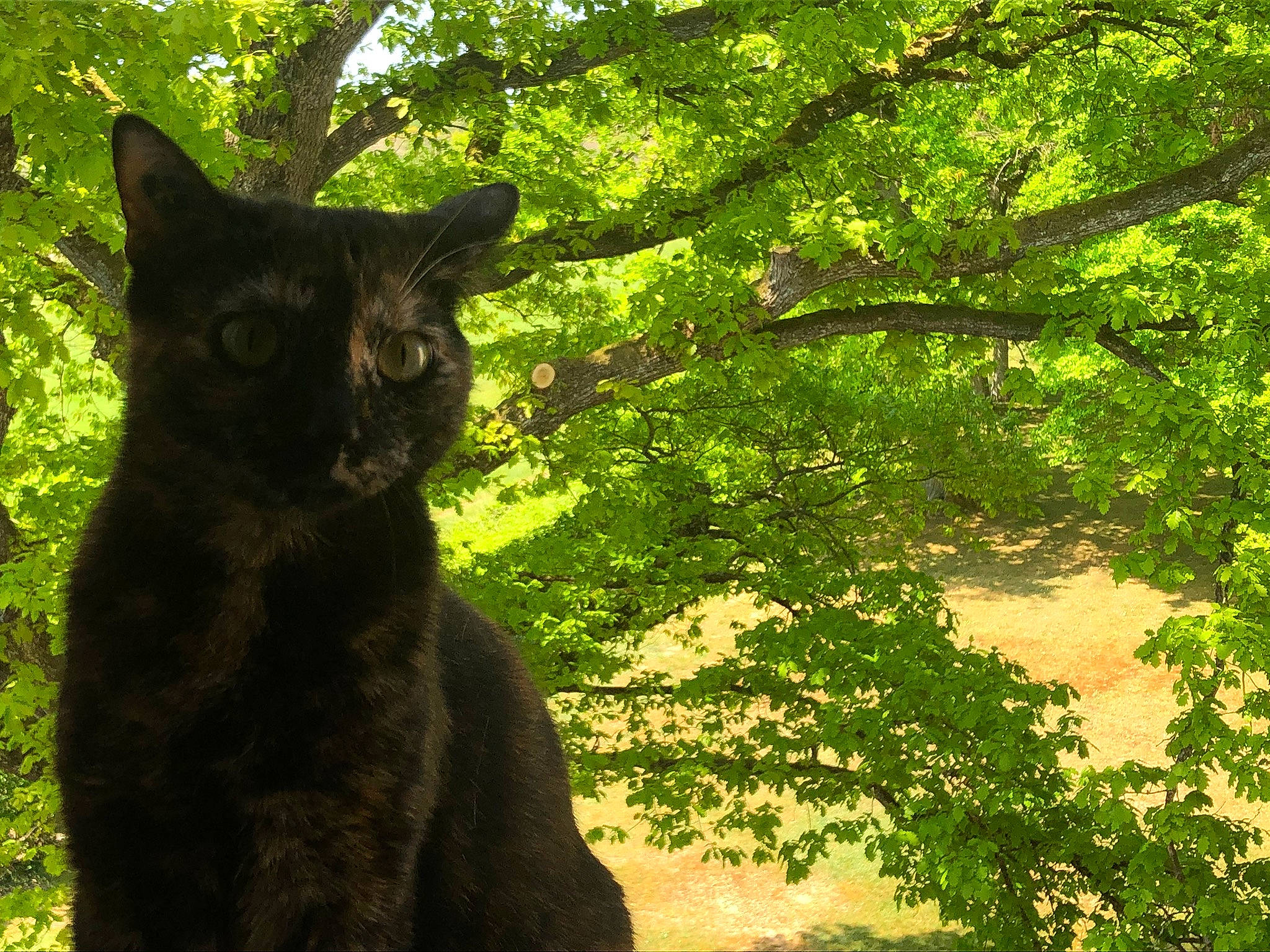 Aloy a rejoint le concours — aidez-le/la à gagner de superbes lots ! carnivore, cat, domestic_short_haired_cat, felidae, forest, fur, grass, natural_environment, plant, shade, shrub, small_to_medium_sized_cats, snout, tail, terrestrial_animal, tints_and_shades, tree, trunk, whiskers, wood