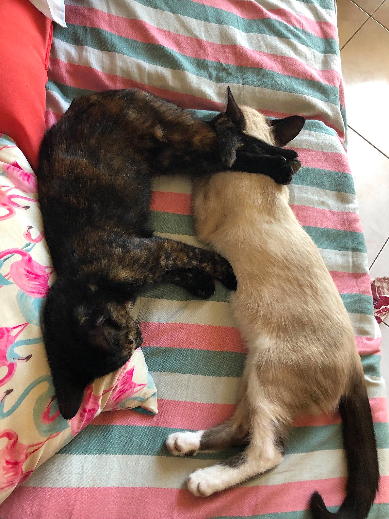 Aloy participe au concours pour gagner de l'argent avec cette photo : canidae, carnivore, cat, companion_dog, dog, dog_breed, felidae, mammal, small_to_medium_sized_cats, tail, vertebrate