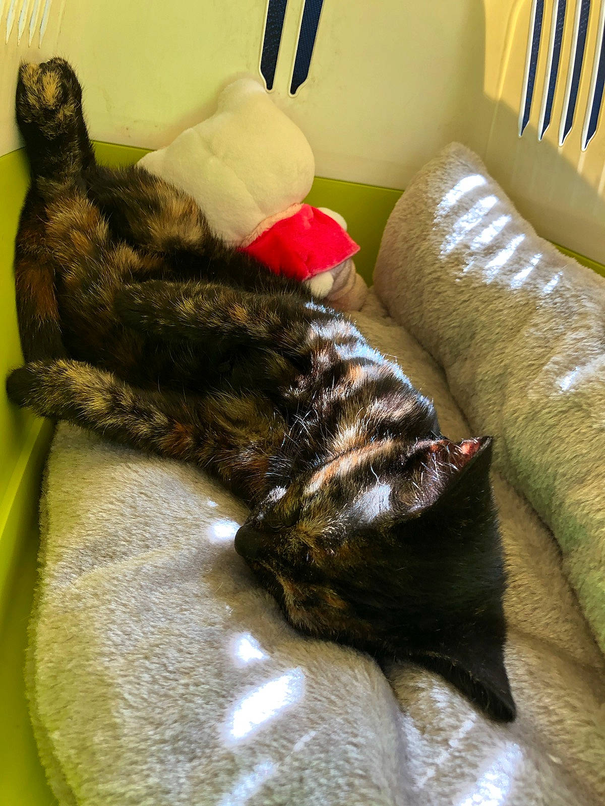 Aloy participe au concours pour gagner de l'argent avec cette photo : carnivore, cat, claw, felidae, fur, german_rex, nap, small_to_medium_sized_cats, tail, whiskers