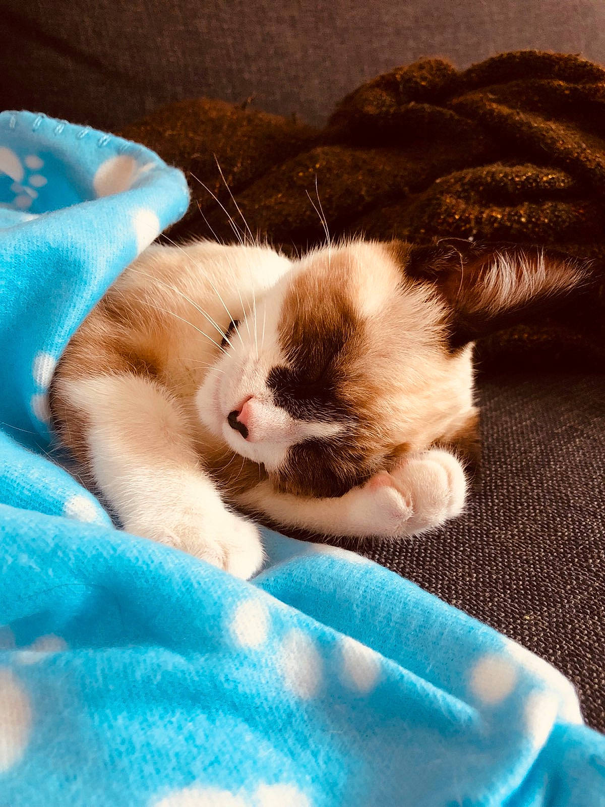 Artyom participe au concours pour gagner de l'argent avec cette photo : carnivore, cat, claw, fawn, felidae, fur, kitten, mammal, munchkin, nap, ojos_azules, paw, polydactyl_cat, ragamuffin, ragdoll, small_to_medium_sized_cats, snowshoe, whiskers