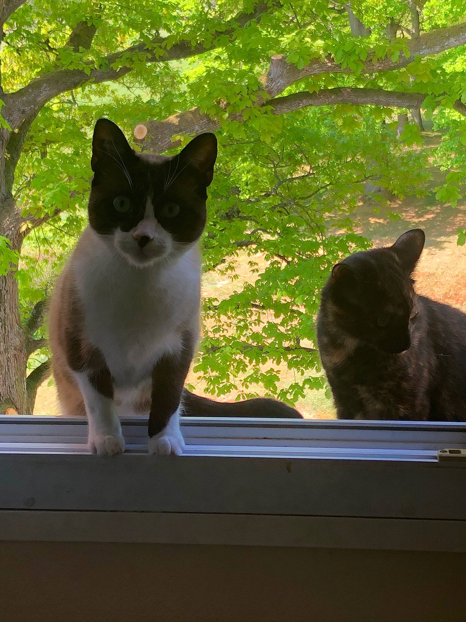 Artyom a rejoint le concours — aidez-le/la à gagner de superbes lots ! black_cat, carnivore, cat, domestic_short_haired_cat, felidae, grass, grey, plant, shade, sitting, small_to_medium_sized_cats, snout, tail, tints_and_shades, tree, trunk, vertebrate, whiskers, window, wood