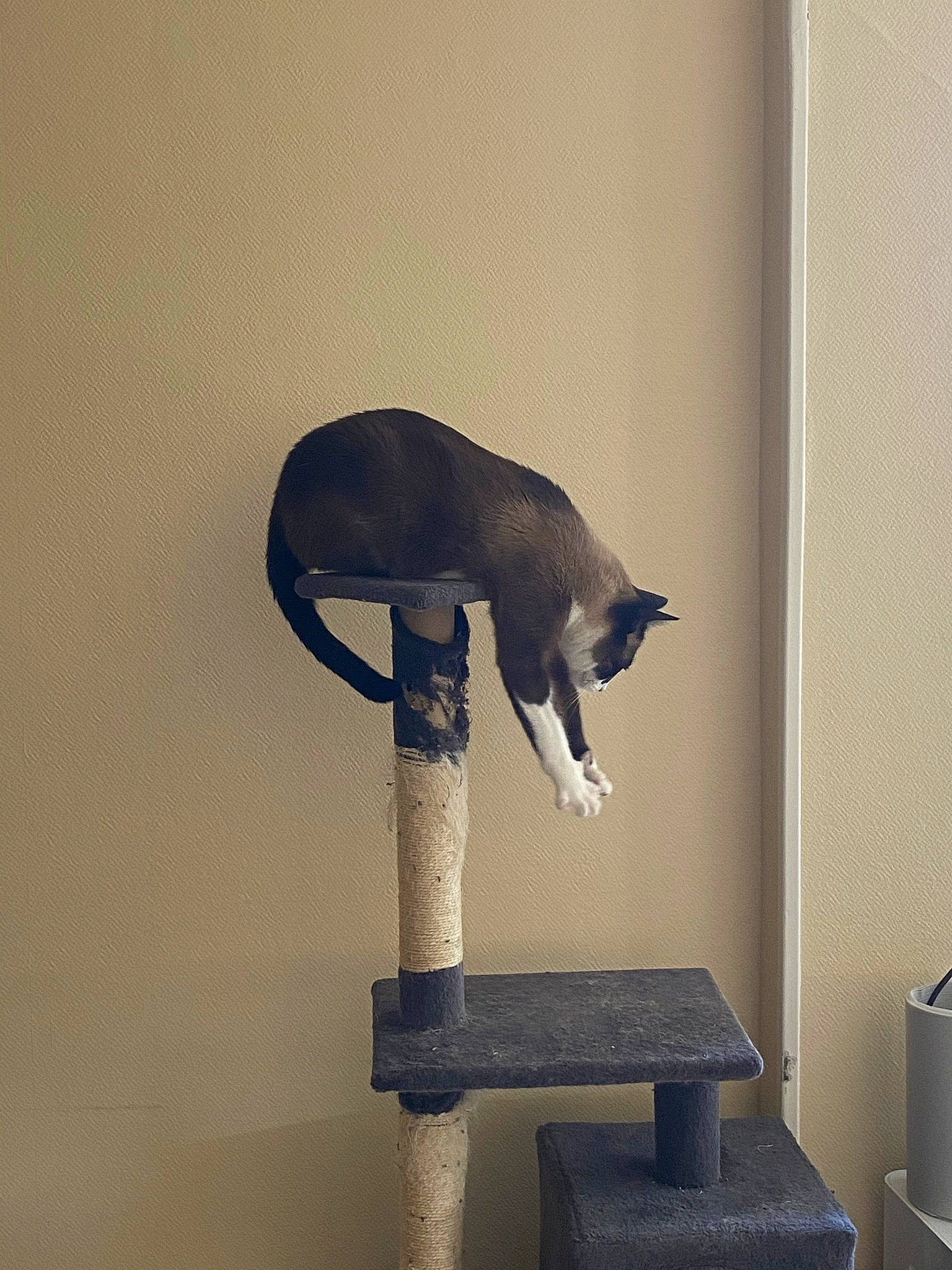 Artyom a rejoint le concours — aidez-le/la à gagner de superbes lots ! art, black_cat, bombay, carnivore, cat, cat_furniture, cat_supply, chair, felidae, fur, grey, mammal, metal, pet_supply, room, small_to_medium_sized_cats, tail, vertebrate, whiskers, wood