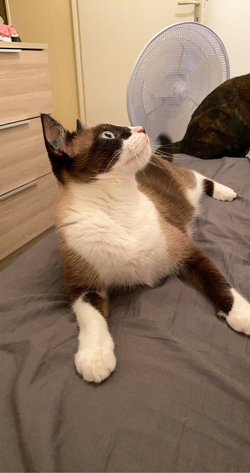 Artyom a rejoint le concours — aidez-le/la à gagner de superbes lots ! carnivore, cat, comfort, companion_dog, dog_breed, domestic_short_haired_cat, electric_fan, fawn, felidae, floor, flooring, fur, hardwood, paw, small_to_medium_sized_cats, snout, tail, whiskers, window, wood