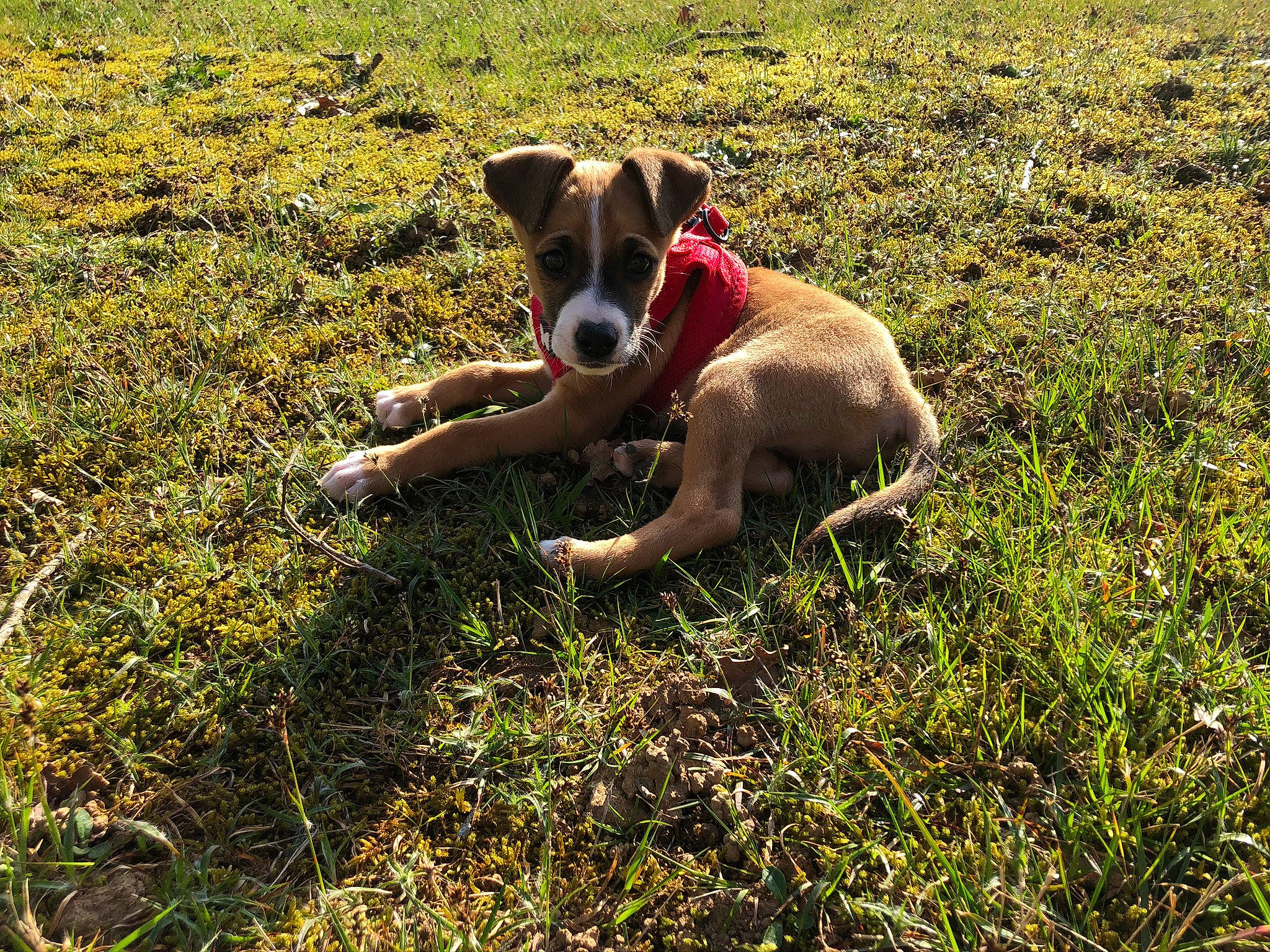 Parzival participe au concours pour gagner de l'argent avec cette photo : carnivore, companion_dog, dog, dog_breed, fawn, field, grass, grassland, groundcover, landscape, molosser, pasture, people_in_nature, plant, prairie, soil, sporting_group, tail, terrestrial_animal, working_animal