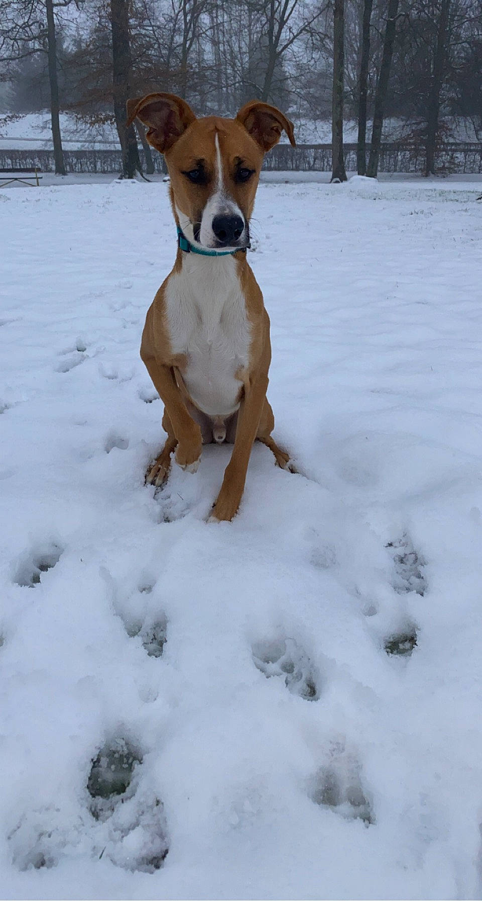 Parzival a rejoint le concours — aidez-le/la à gagner de superbes lots ! canidae, carnivore, collar, companion_dog, dog, dog_breed, dog_collar, dog_supply, fawn, freezing, hunting_dog, non_sporting_group, precipitation, snout, snow, sporting_group, tail, tree, winter