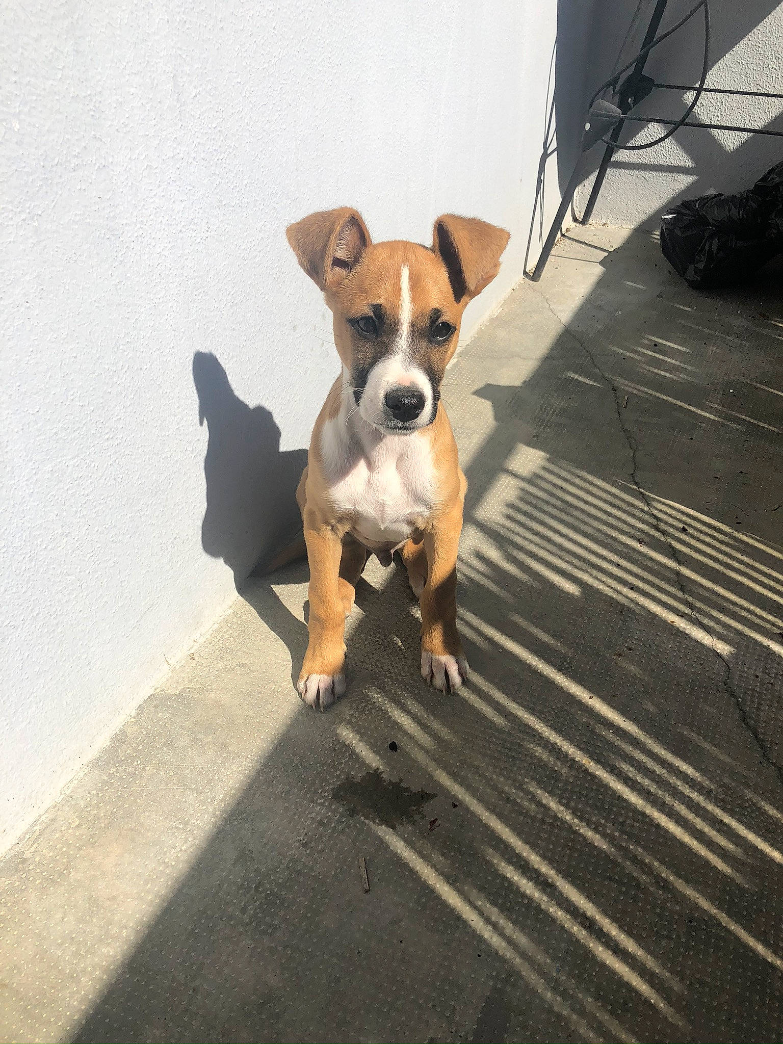 Parzival a rejoint le concours — aidez-le/la à gagner de superbes lots ! carnivore, collar, companion_dog, dog, dog_breed, dog_supply, fawn, flooring, hardwood, paw, pet_supply, road_surface, shadow, sidewalk, snout, sporting_group, tail, toy_dog, wood, working_animal