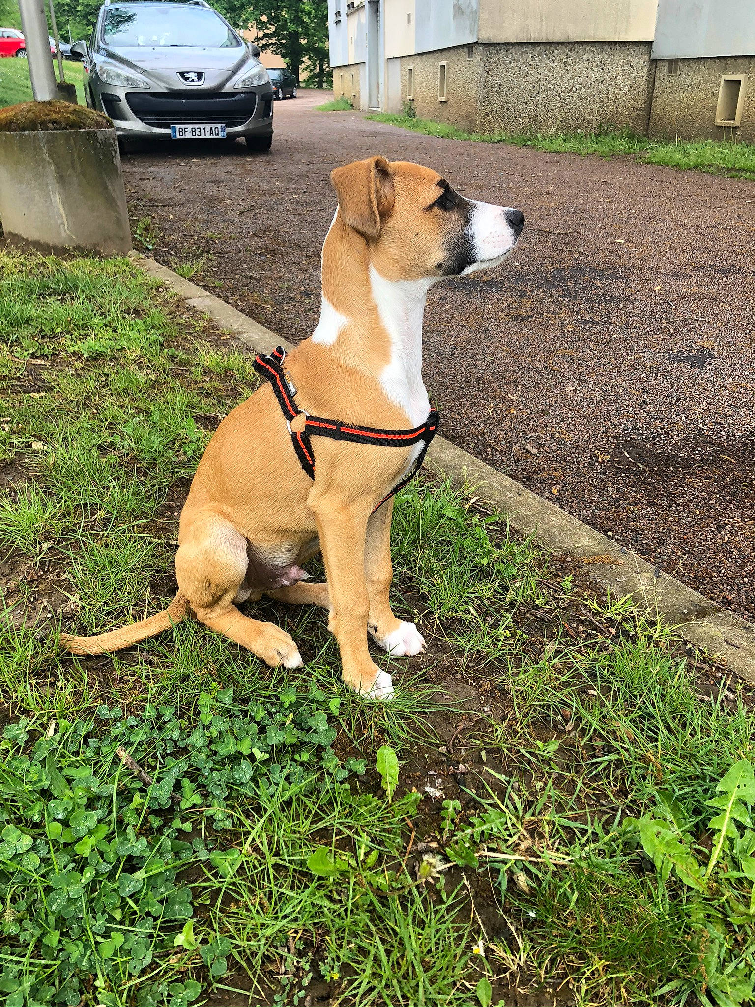 Parzival participe au concours pour gagner de l'argent avec cette photo : automotive_tire, car, carnivore, collar, companion_dog, dog, dog_breed, dog_collar, dog_supply, fawn, fender, grass, pet_supply, plant, tail, tire, vehicle, vehicle_registration_plate, wheel, working_animal