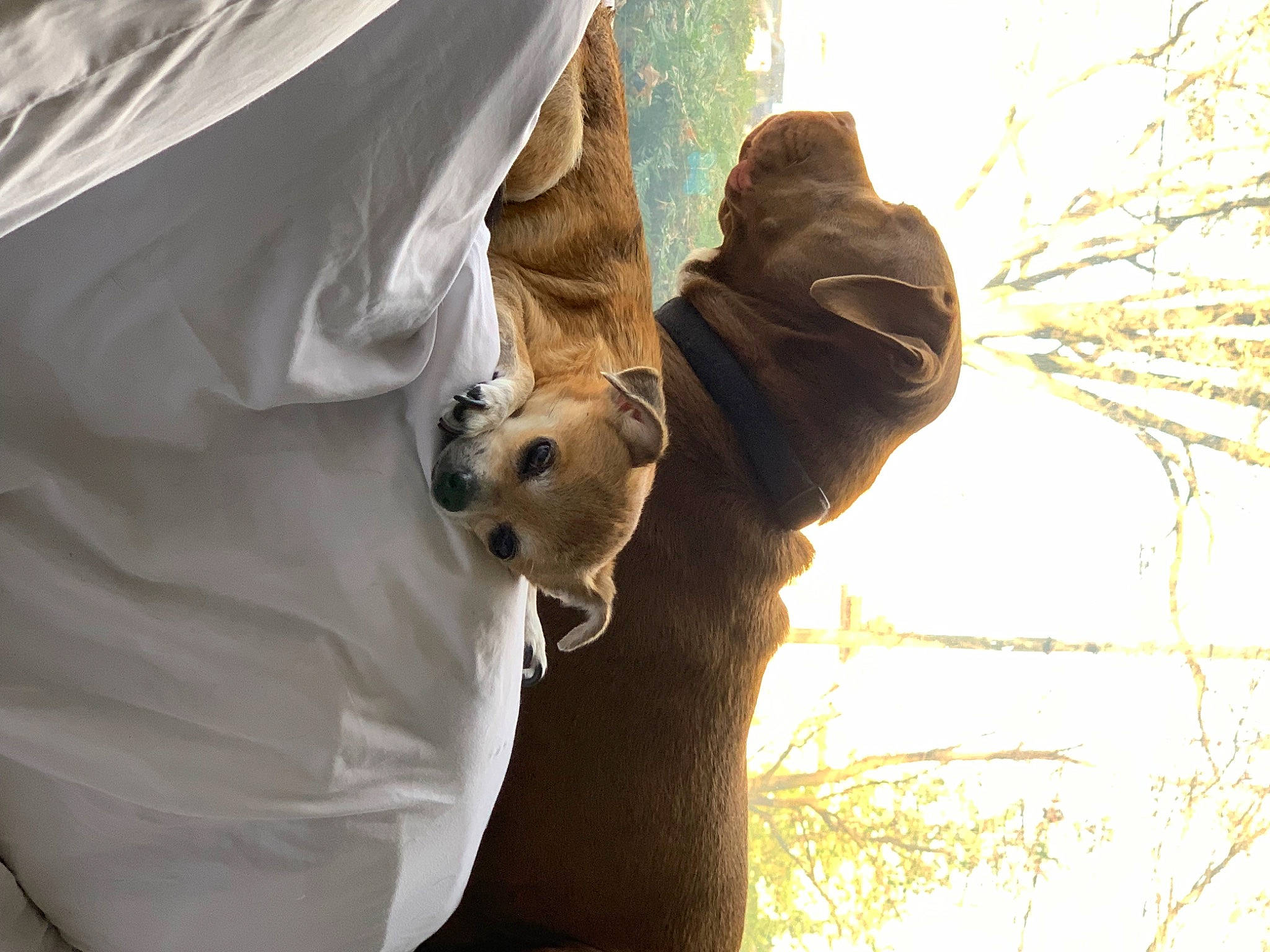 Turbo joined the competition — help win amazing prizes! bat, dog, fur, glove, grass, insect, people_in_nature, plant, pollinator, sky, sunglasses, tail, terrestrial_animal, tints_and_shades, tree, trunk, twig, wildlife, wing, wood