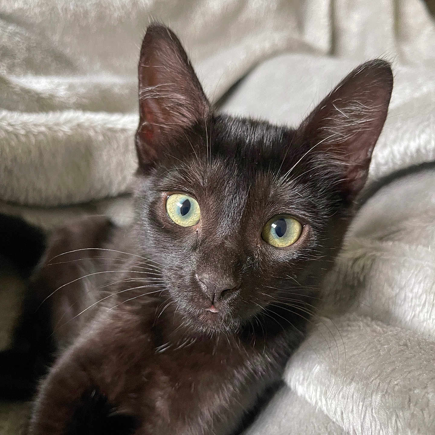 Midna