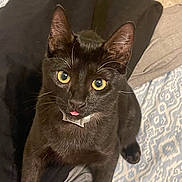 Midna joined the competition — help win amazing prizes! cat, black_cat, pet, animal, tongue_out, bed, blanket, pillow, yellow_eyes, whiskers, fur, indoor, cute, playful, curious, domestic_cat, mammal, face, portrait, resting