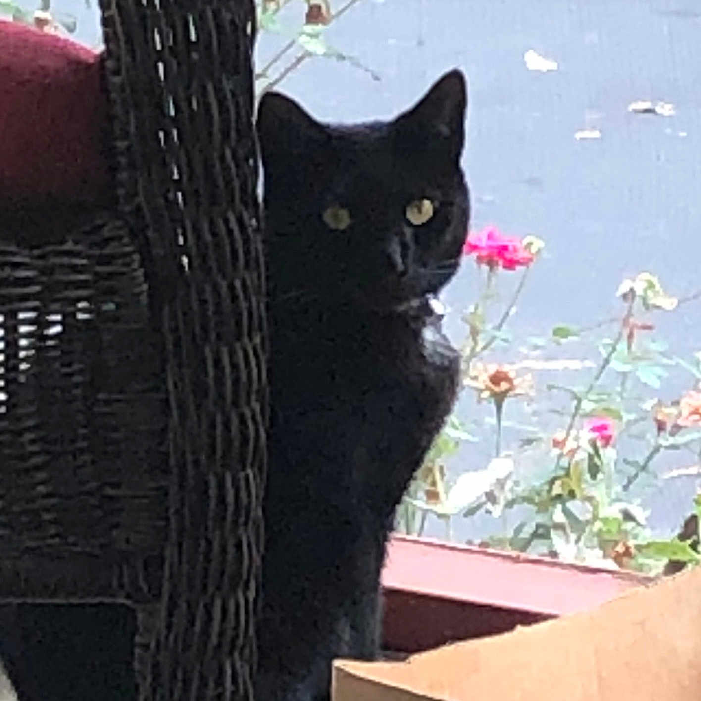 Inki is registered to the contest to win money with this photo: animal, black_cat, cardboard_box, cat, curious, daylight, ears, eyes, feline, flowers, garden, nature, outdoor, pet, pink_flowers, plant, porch, shadow, sitting, wicker_chair