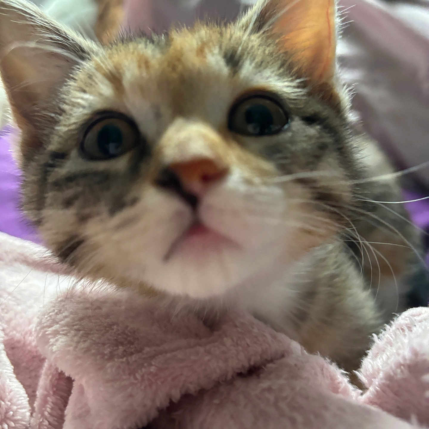 Ivy is registered to the contest to win money with this photo: animal, blanket, cat, close_up, closeup, cozy, curious, cute, domestic_cat, ears, feline, fur, indoor, kitten, nose, pet, sleeping_area, soft, whiskers, young_animal