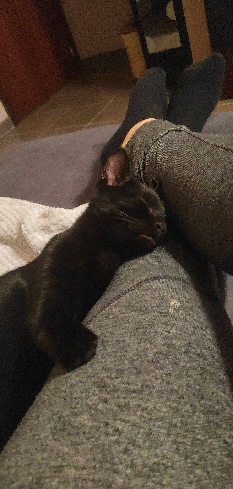 Krokmou participe au concours pour gagner de l'argent avec cette photo : black_cat, canidae, carnivore, cat, dog_breed, fawn, felidae, hand, leg, sporting_group, tail, whiskers