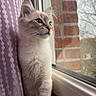 Simba a rejoint le concours — aidez-le/la à gagner de superbes lots ! cat, window, curtain, brick_wall, blue_eyes, fluffy, pet, indoor, looking_out, natural_light, domestic_cat, feline, soft_fur, close_up, resting, cozy, quiet, thoughtful, animal, mammal