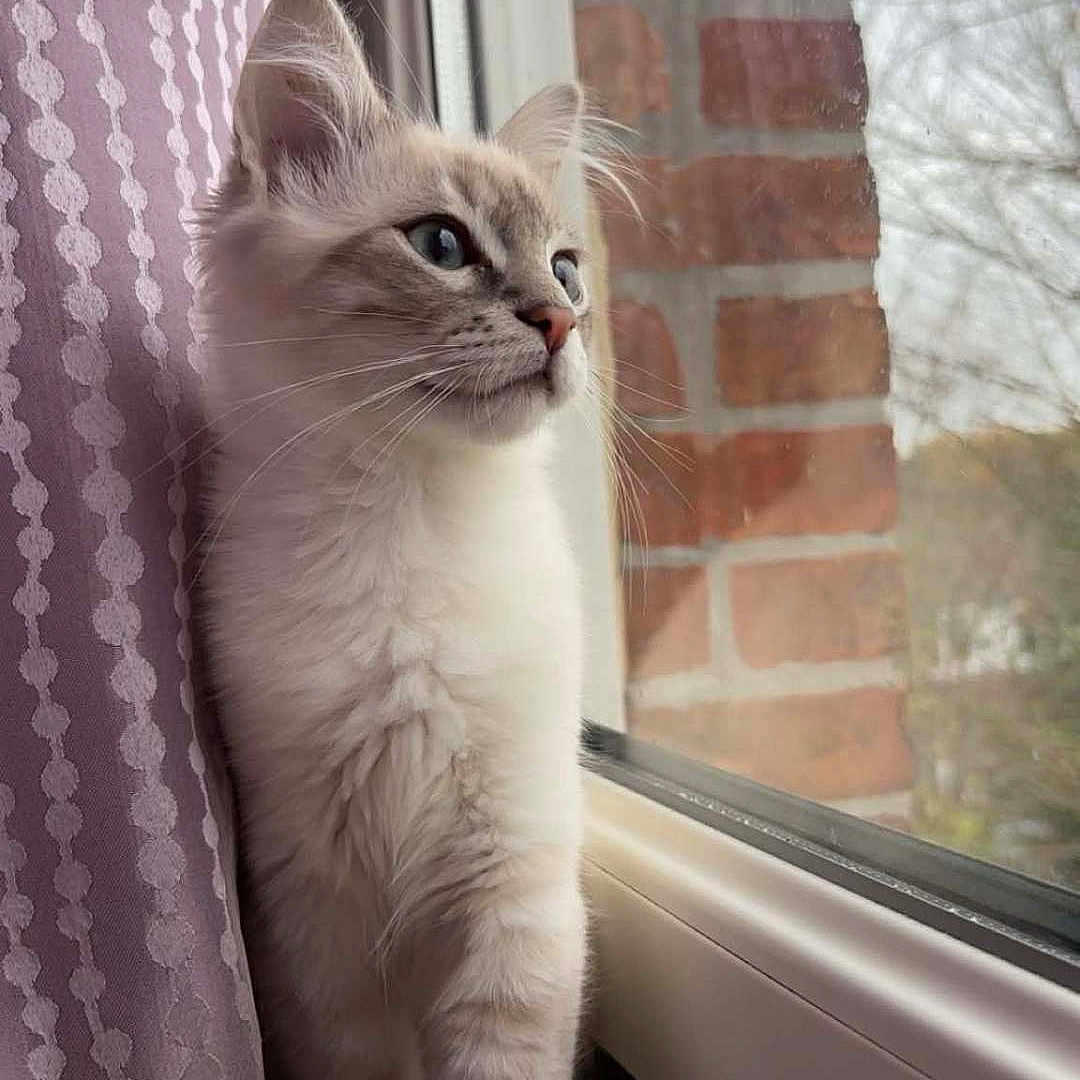 Simba a rejoint le concours — aidez-le/la à gagner de superbes lots ! cat, window, curtain, brick_wall, blue_eyes, fluffy, pet, indoor, looking_out, natural_light, domestic_cat, feline, soft_fur, close_up, resting, cozy, quiet, thoughtful, animal, mammal