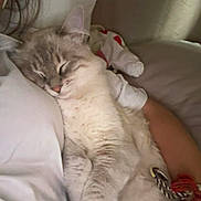 Simba participe au concours pour gagner de l'argent avec cette photo : cat, sleeping, person, cuddle, pillow, indoor, resting, cozy, white_clothing, arm, relaxing, pet, fur, bedroom, home, nap, comfort, animal, cute, companion