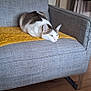 Yoshi participe au concours pour gagner de l'argent avec cette photo : cat, couch, yellow_blanket, indoor, pet, resting, gray_furniture, curtains, wooden_floor, backpack, household, relaxing, feline, domestic_animal, cozy, home, fur, animal, looking, quiet