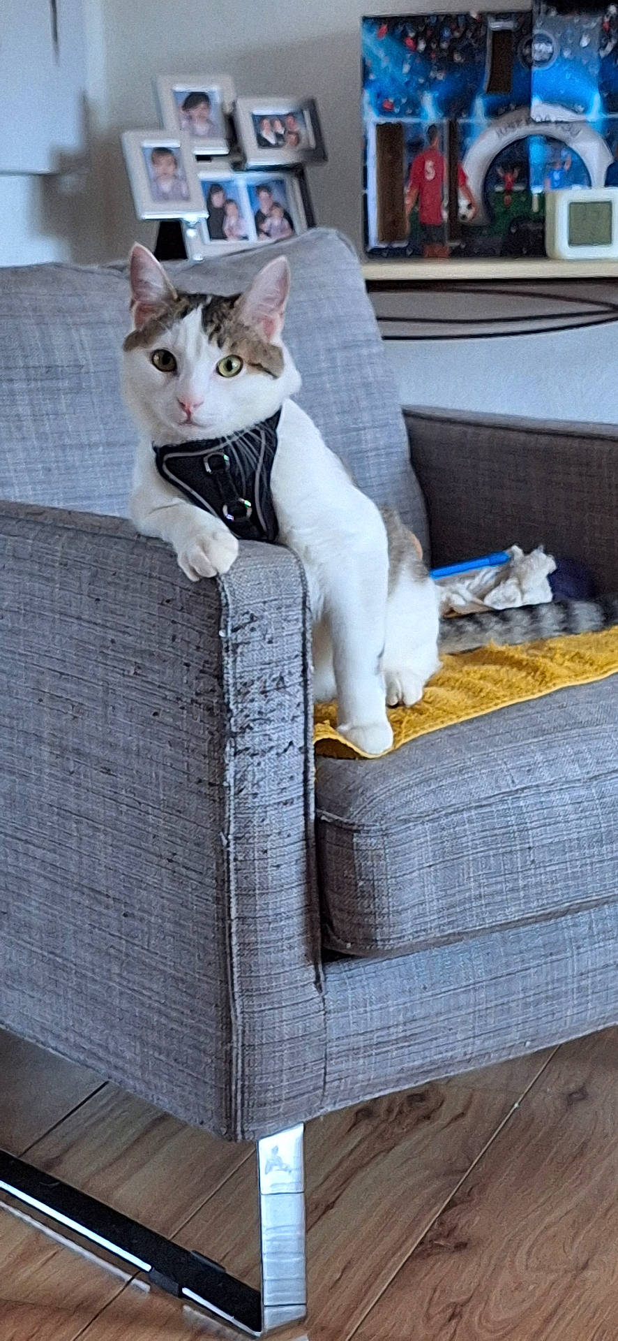 armrest, background, cat, chair, cozy, curious, domestic_animal, family_photos, furniture, gray, harness, home, indoor, living_room, looking_at_camera, pet, relaxed, toy, wood_floor, yellow_towel