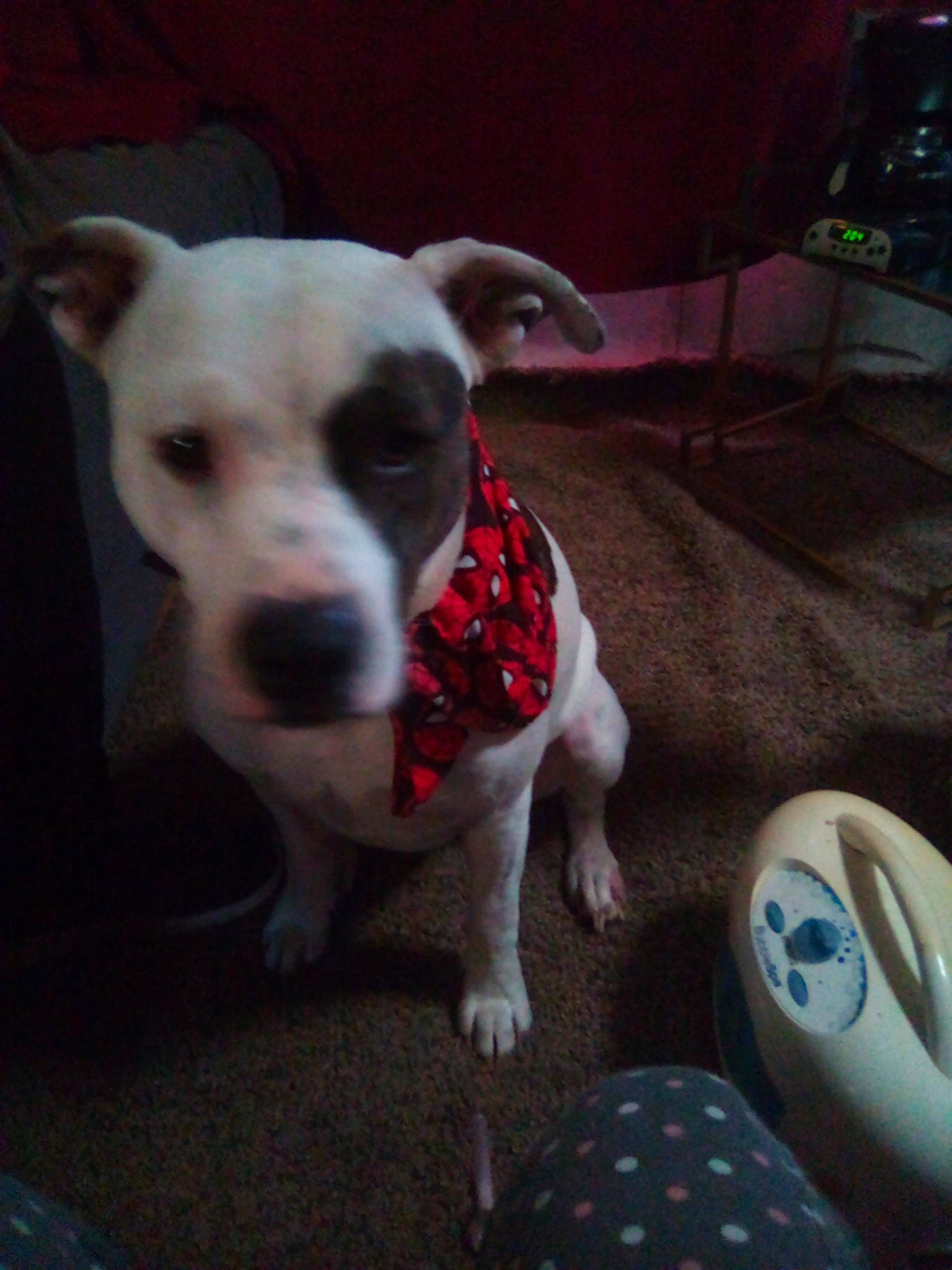 Pettie joined the competition — help win amazing prizes! audio_equipment, carnivore, chair, collar, companion_dog, dog, dog_breed, dog_collar, dog_supply, fawn, flooring, non_sporting_group, paw, pet_supply, sporting_group, toy_dog, whiskers, working_animal