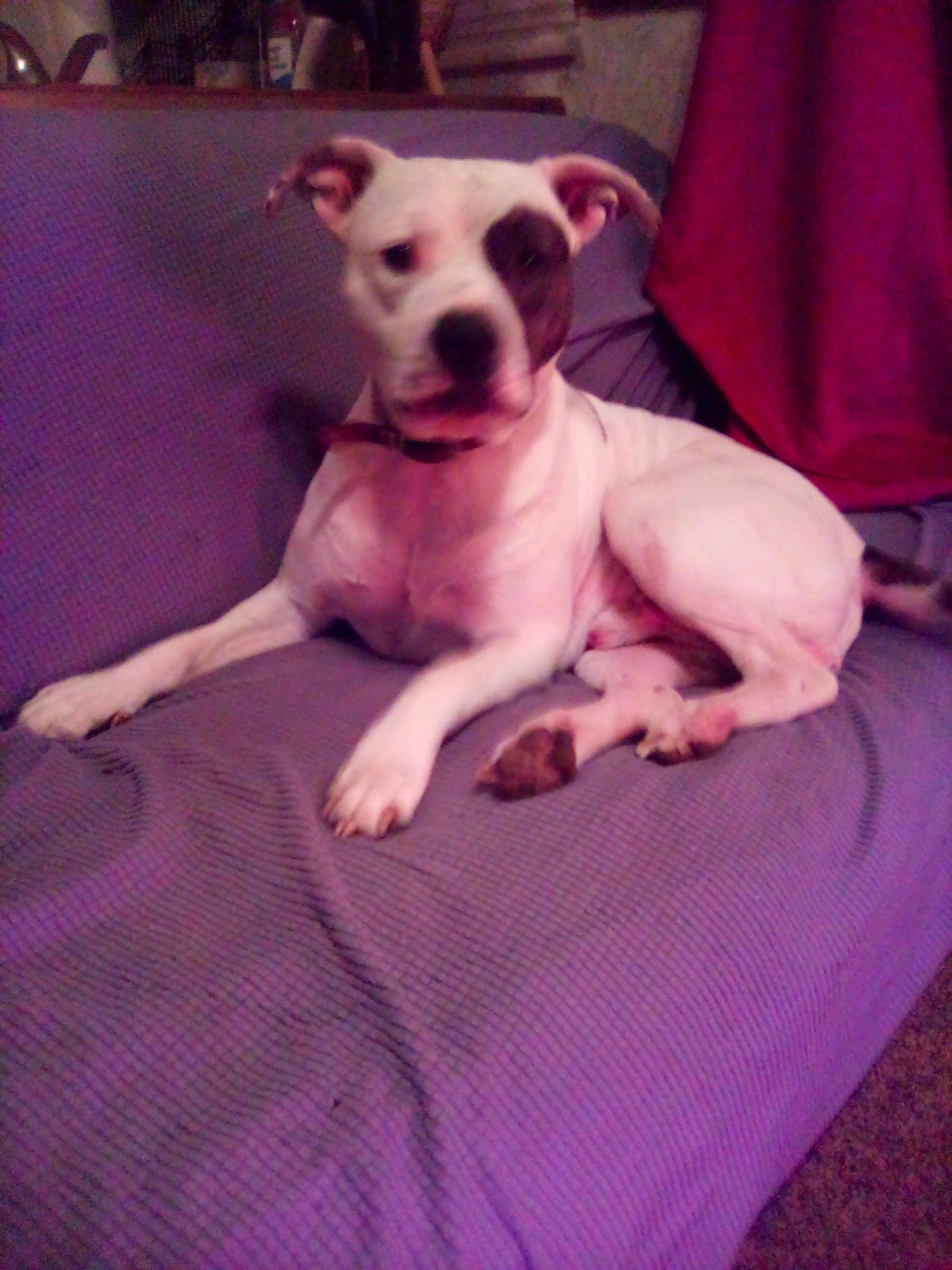 Pettie is registered to the contest to win money with this photo: bed, canidae, carnivore, comfort, companion_dog, dog, dog_breed, fawn, fur, linens, magenta, paw, pink, purple, snout, sporting_group, tail, terrestrial_animal, toy_dog, working_animal