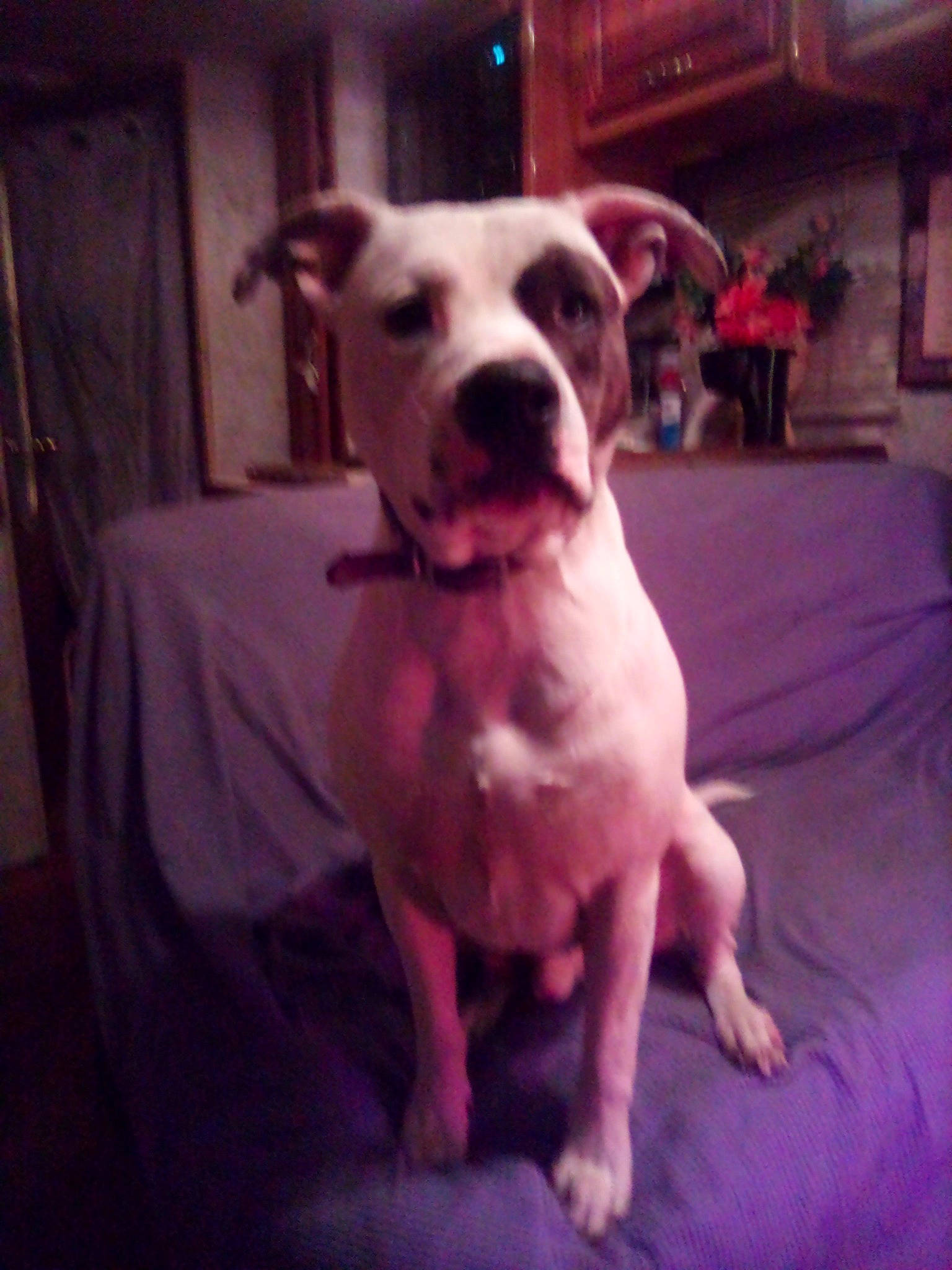 Pettie joined the competition — help win amazing prizes! canidae, carnivore, comfort, companion_dog, couch, dog, dog_breed, dog_collar, fawn, flooring, guard_dog, houseplant, metal, molosser, non_sporting_group, snout, sporting_group, toy_dog, whiskers, working_animal