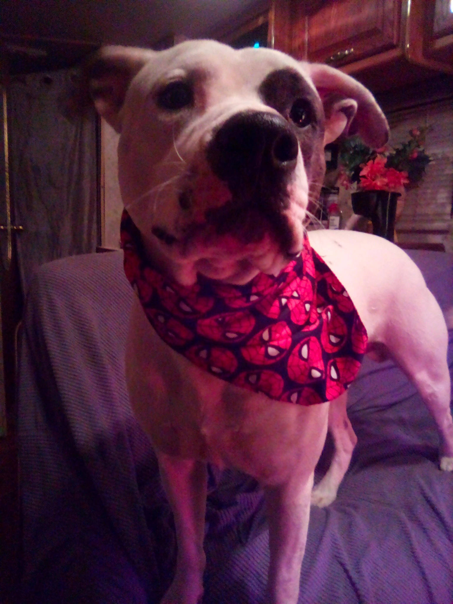 Pettie is registered to the contest to win money with this photo: canidae, carnivore, collar, companion_dog, dog, dog_breed, dog_collar, dog_supply, fawn, flowerpot, fur, houseplant, magenta, pet_supply, pink, selfie, snout, sporting_group, whiskers, working_animal