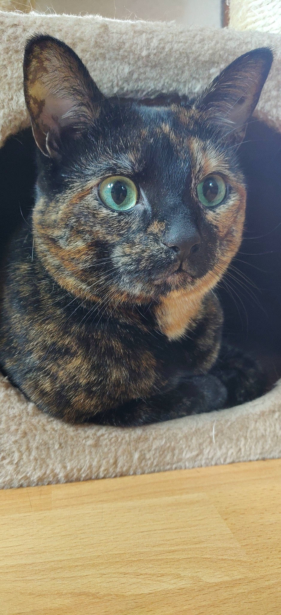 Daenerys participe au concours pour gagner de l'argent avec cette photo : asian, burmese, carnivore, cat, domestic_short_haired_cat, european_shorthair, felidae, german_rex, kitten, mammal, small_to_medium_sized_cats, snout, whiskers