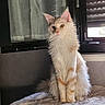 cat, kitten, fluffy, long_hair, cream_colored, white_fur, orange_markings, green_eyes, pink_nose, whiskers, pointed_ears, sitting, portrait, indoors, window, blinds, blanket, soft_furniture, natural_light, pet_photography