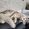 Anyo participe au concours pour gagner de l'argent avec cette photo : cat, white_cat, fluffy, longhaired, pet, animal, upside_down, lying_down, couch, sofa, indoors, home, cream_colored, pink_nose, pink_ears, paws, tail, relaxed, playful, portrait