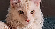 Anyo a rejoint le concours — aidez-le/la à gagner de superbes lots ! cat, fluffy, long_hair, cream_colored, white_fur, golden_eyes, pink_nose, pointed_ears, whiskers, close_up, portrait, pet, feline, sitting, lying_down, indoors, cushion, soft_fur, serious_expression, animal_photography