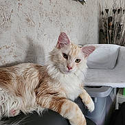 Anyo participe au concours pour gagner de l'argent avec cette photo : cat, long_hair, fluffy, cream_colored, white, orange, pet, animal, feline, lying_down, lounging, paws, whiskers, ears, eyes, indoors, chair, office, wall, home_decor