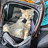 Anyo a rejoint le concours — aidez-le/la à gagner de superbes lots ! cat, fluffy_cat, cream_cat, long_hair, animal, pet, carrier, pet_carrier, car, car_interior, travel, seated, lying_down, fur, whiskers, ears, eyes, pink_nose, blanket, scarf