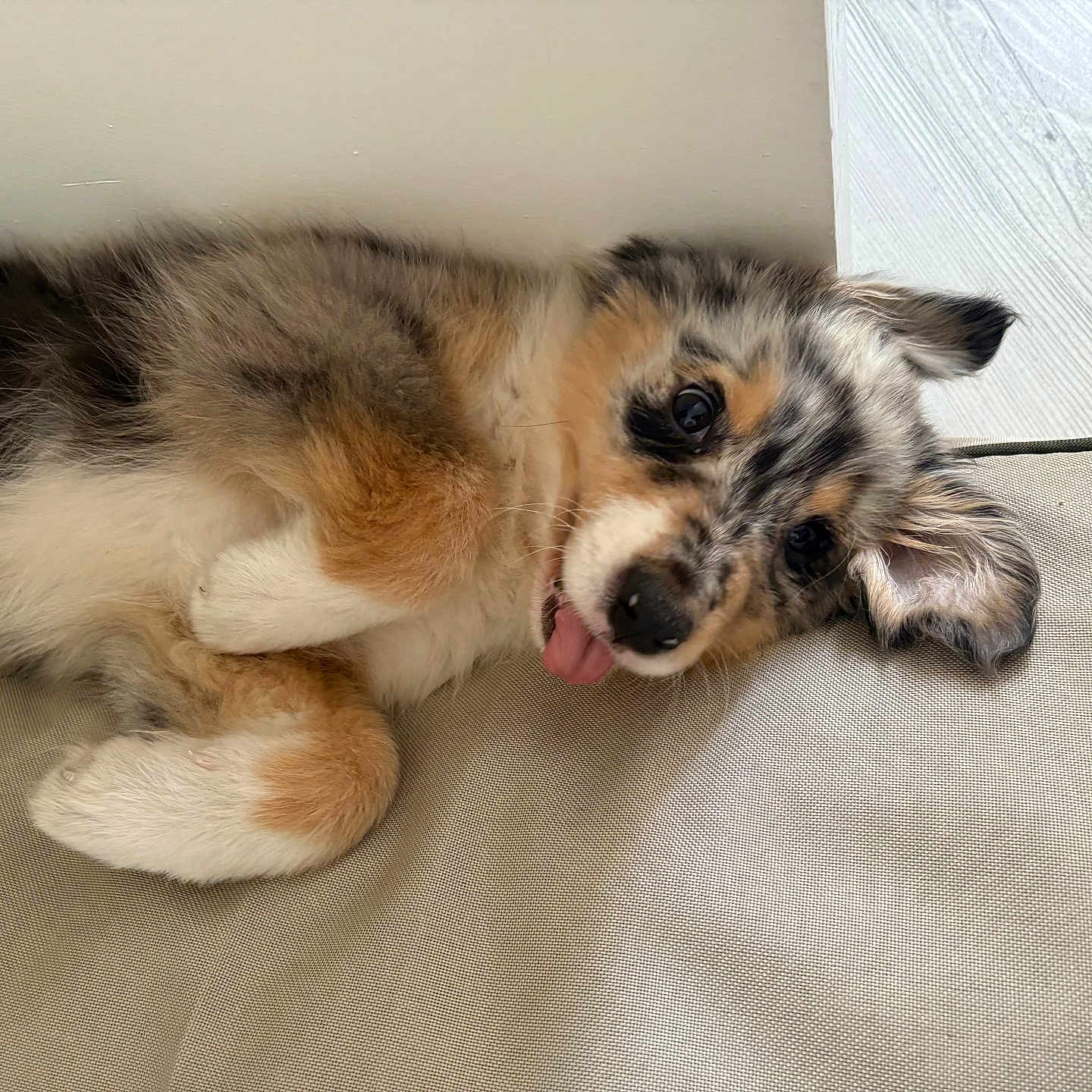 Athena a rejoint le concours — aidez-le/la à gagner de superbes lots ! adorable, animal, beige, canine, cushion, cute, dog, ears, face, fluffy, fur, indoors, lying_down, multicolored, pet, puppy, relaxed, resting, small_dog, tongue_out