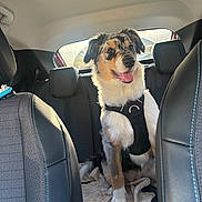 Athena participe au concours pour gagner de l'argent avec cette photo : dog, australian_shepherd, pet, car_interior, seat, blanket, harness, sunlight, window, fur, animal, backseat, happy, tongue_out, smiling, leather_seat, headrest, domestic_animal, transportation, canine