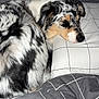 Athena participe au concours pour gagner de l'argent avec cette photo : dog, australian_shepherd, bed, pillow, blanket, sleeping, resting, indoor, fur, pet, canine, cozy, gray, white, black, pattern, curled_up, domestic_animal, relaxing, comfort