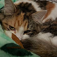 Skadi a rejoint le concours — aidez-le/la à gagner de superbes lots ! cat, sleepy, blanket, fur, cozy, indoor, resting, closeup, pet, animal, soft, cute, whiskers, ears, calico, feline, bed, comfort, relaxed, warm