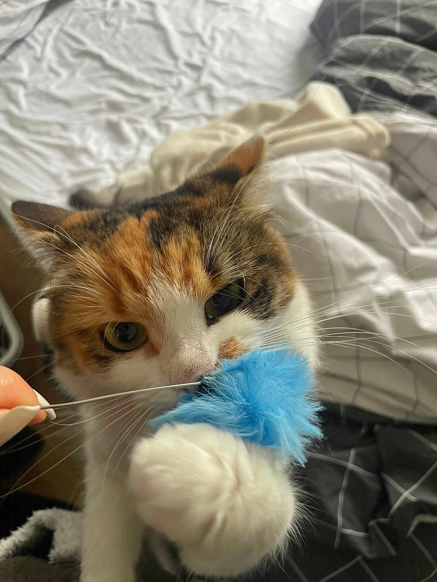 Skadi a rejoint le concours — aidez-le/la à gagner de superbes lots ! cat, calico, toy, blue, paw, bed, blanket, whiskers, fur, curious, pet, indoor, closeup, playing, animal, cute, feline, claws, hand, soft