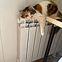 Skadi participe au concours pour gagner de l'argent avec cette photo : cat, calico, radiator, indoor, furniture, wooden_floor, relaxed, pet, paw, curious, home, cozy, table_leg, white, fur, animal, mammal, resting, cute, domestic