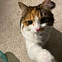 Skadi participe au concours pour gagner de l'argent avec cette photo : cat, calico, paw, carpet, indoor, curious, pet, feline, whiskers, ears, fur, closeup, motion_blur, animal, cute, domestic, playful, claw, nose, eye