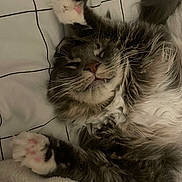 Seth participe au concours pour gagner de l'argent avec cette photo : cat, sleeping, fluffy, paw, pink_paw_pads, fang, blanket, cozy, fur, pet, relaxed, indoor, cute, whiskers, close_up, bed, resting, animal, tabby, soft