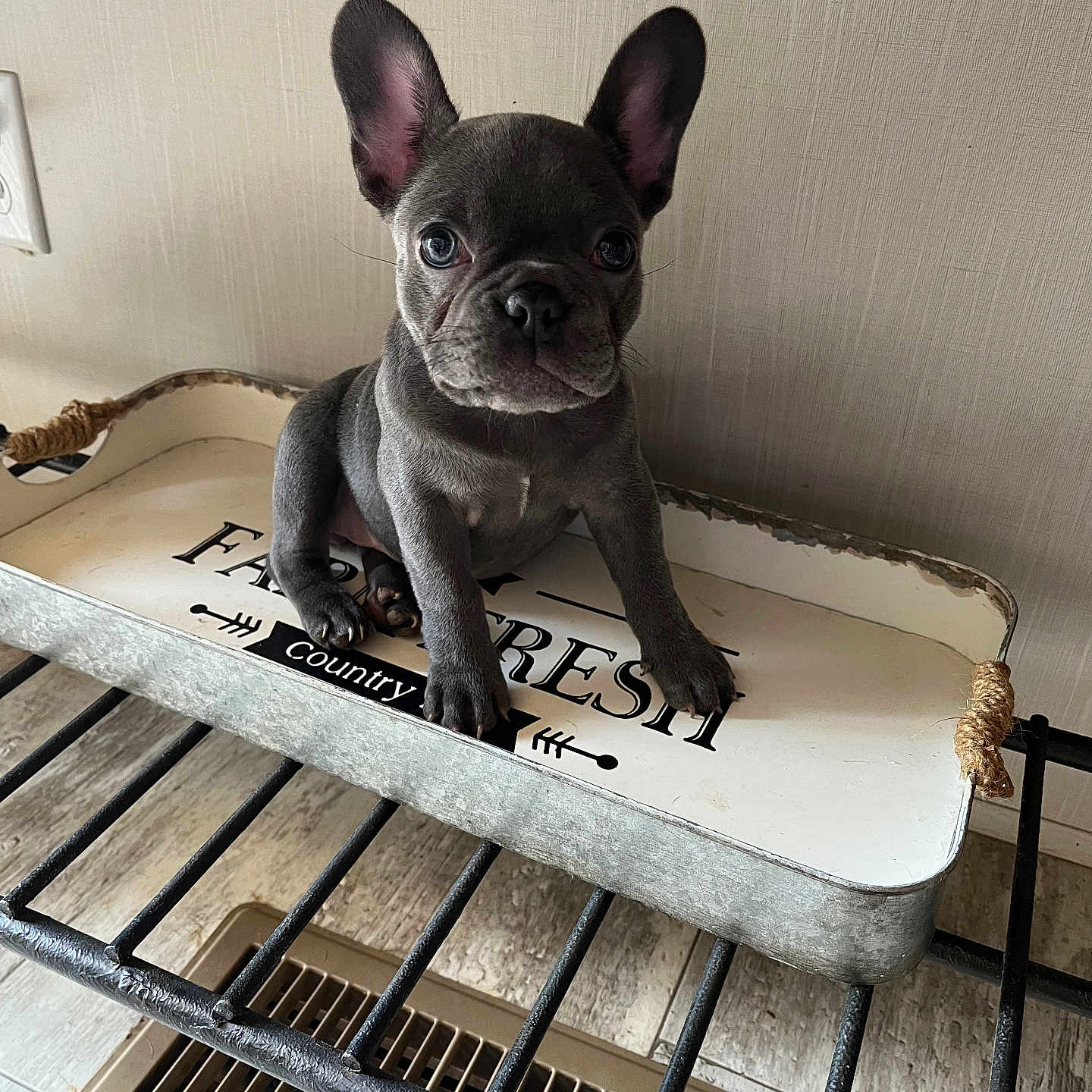 Maybelle joined the competition — help win amazing prizes! animal, curious, cute, decor, dog, ears, eyes, floor, french_bulldog, gray, indoor, looking, metal_rack, pet, puppy, sitting, tray, vent, wall, young