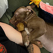 Duke is registered to the contest to win money with this photo: puppy, dog, sleeping, plush_toy, lion_toy, tattoo, arm, person, black_shirt, green_couch, resting, indoor, cozy, cute, pet, animal, nap, soft_toys, closeup, relaxation